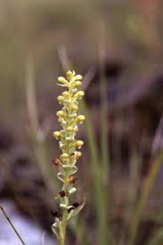 Image result for Satyrium kitimboense