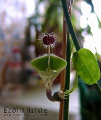 Image result for Ceropegia haygarthii