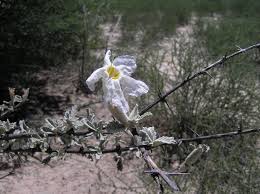 Image result for Catophractes alexandri