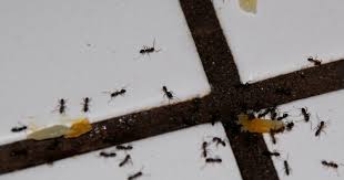 Menjadi orang kaya hendaknya tetap rendah. Tak Sangka 10 Bahan Dapur Ini Boleh Musnahkan Semut Dengan Mudah Siri 1 Impiana