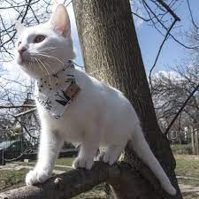 If You Go Out Always Get Dressed Appropriately Cat Cats Catlovers Funny Funnycat 9gag Cat Lovers Cat Online Cats