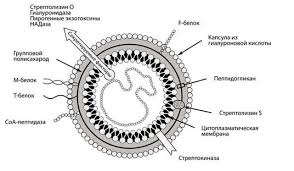 Streptokokk U Beremennoj Prichiny Poyavleniya Harakternye Priznaki Vozdejstvie Na Rebenka Metody Lecheniya