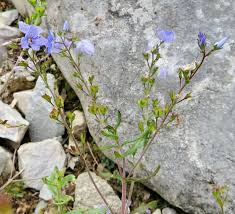 Image result for Veronica javanica
