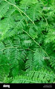 Image result for Microlepia speluncae