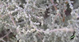 Image result for Stoebe