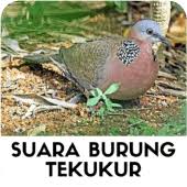 Klee and qiqi desktop wallpapers! Suara Burung Tekukur Jantan Id Lif Co Id
