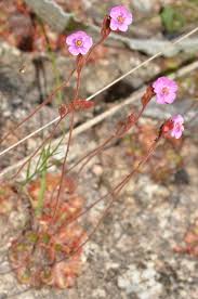 Image result for Drosera dielsiana