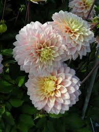 Dahlia American Moon Decorative Dahlien Botanische Blumen Schone Blumen