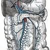 Circulatory pathways u00b7 anatomy and physiology. 1