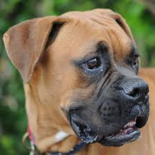 Black boxer is a exquisite reverse flashy brindle with perfect markings. About Boxers West Coast Boxer Rescue