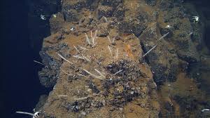 Image result for Subularia monticola