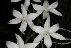 Image result for Aerangis ugandensis