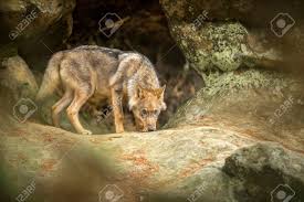 Fb jeune loup was pronounced useless on the scene/caption youtube / jeune loup the rapper was described as … Jeune Loup Dans La Foret Banque D Images Et Photos Libres De Droits Image 89540154
