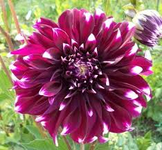 We did not find results for: Big Checkers Ryan C This Is A Nice Large Maroon Dahlia With Pointed White Tips The Plant Grows Up To 4 Feet And Is Flower Names Dahlia Dahlia Flower