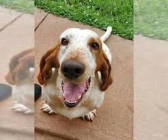They are always friendly without an indication of sharpness or viciousness. Puppyfinder Com Basset Hound Puppies Puppies For Sale And Basset Hound Dogs For Adoption Near Me In West Virginia Usa Page 1 Displays 10