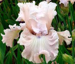 Tall Bearded Iris Friendly Advice Iris Garden Iris Flowers Bearded Iris