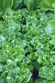 Check spelling or type a new query. How To Grow Endive And Escarole