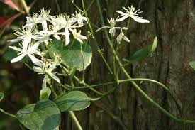 Image result for Clematis viridiflora