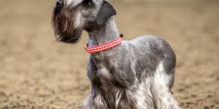 Image result for ČESKÝ TERIÉR