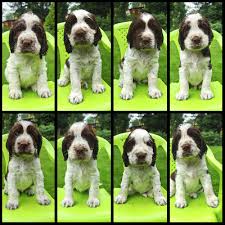 Image result for anglický špringršpaněl