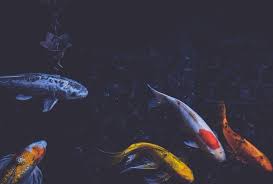 Jadi setelah air di kolam berwarna hijau maka anda harus mencari cara agar air kembali jernih sehingga kolam tampak indah. Cara Menjernihkan Air Kolam Berwarna Hijau Dengan Mudah Ketikanku