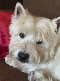 The west highland white terrier shares their roots with the other terriers of scotland, protecting homes and farms from fox, badger, and rodents. Pin By Jorge Zablah On Gobi Coco West Highland Terrier West Highland White Terrier Animals Friends