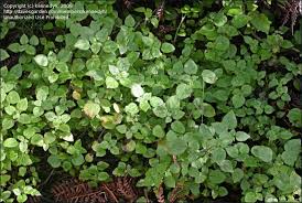 Image result for Parietaria debilis