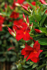 Image result for Mandevilla