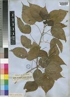 Image result for Acalypha ornata