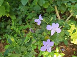 Image result for Barleria obtusa