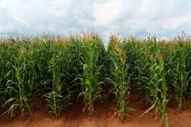 The plants should be about 30 to 42 inches apart. Maize Seed Germination Corn Time Period Procedure Agri Farming