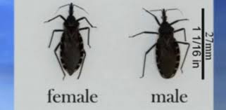 Had a hard time figuring out where they came from, as there was no flour or. When Small Bugs Cause Big Problems This Insect S Bite Can Lead To Heart Disease Abc News