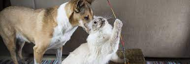 Affordable pet care provides quality veterinary care for dogs and cats in tulsa, oklahoma and the surrounding communities. Apc Veterinary Broken Arrow Veterinary Hospital