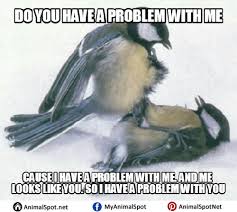 Crazy Bird Meme Funny Animal Memes Funny Birds Animal Memes
