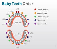 Baby Teeth Growing Sequence Baby Teeth Tooth Chart Baby Teeth Order