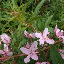 Image result for Epilobium