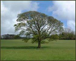 Tu B Shevat The New Year For Trees Tu B Shevat The 15th Of Shevat On The Jewish Calendar Celebrated This Year On Jewish Holidays February Holidays Jewish