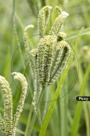 Image result for Eleusine coracana