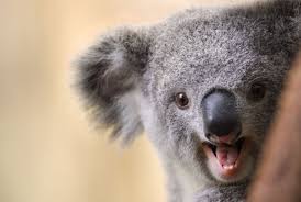 I have already seen some pictures, but many others photos, amazing crazy looking chickens image, daily updated birds and animals pictures, dily. 8 Adorable Animals That Are Surprisingly Violent Mental Floss