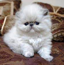 Free kittens are you looking for free kittens near you to adopt, and give a home to your kitten. Kittens For Adoption Kitten And Cat Classifieds Himalayan Cat Kitten Adoption Cute Cats And Dogs Kittens Cutest