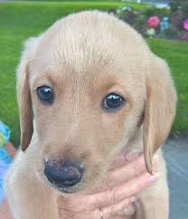 Orlando, orange county, seminole county. Orlando Fl Labradoodle Meet Fudgetta 3f A Pet For Adoption