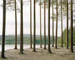 Read on for the top 12 trees fit for small spaces. Tall Skinny Trees Roxanne Says