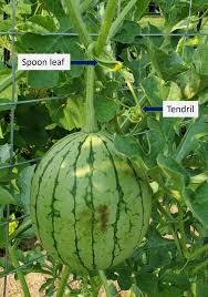 Image result for Citrullus lanatus