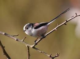 Small Bird With White Stripe On Head Uk Pin On Feathered Friends
