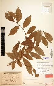 Image result for Dichapetalaceae