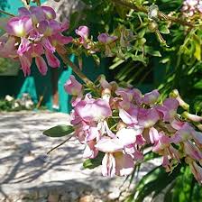 Image result for Gliricidia