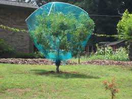 Bird Netting For Garden Uk Squirrels In Peach Trees Fruit Orchards Forum Gardenweb Peach Trees Dwarf Fruit Trees Fruit Tree Garden
