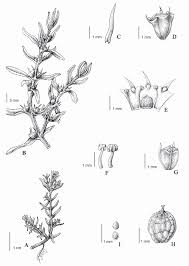 Image result for Rotala tenella