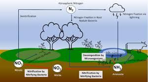 نتیجه جستجوی لغت [nitrogen] در گوگل