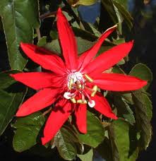 Image result for Passiflora vitifolia